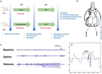 Gut microbiota and serum metabolomic alterations in modulating the impact of fecal microbiota transplantation on ciprofloxacin-induced seizure susceptibility